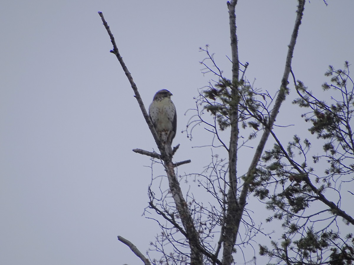 káně širokokřídlá - ML645355088