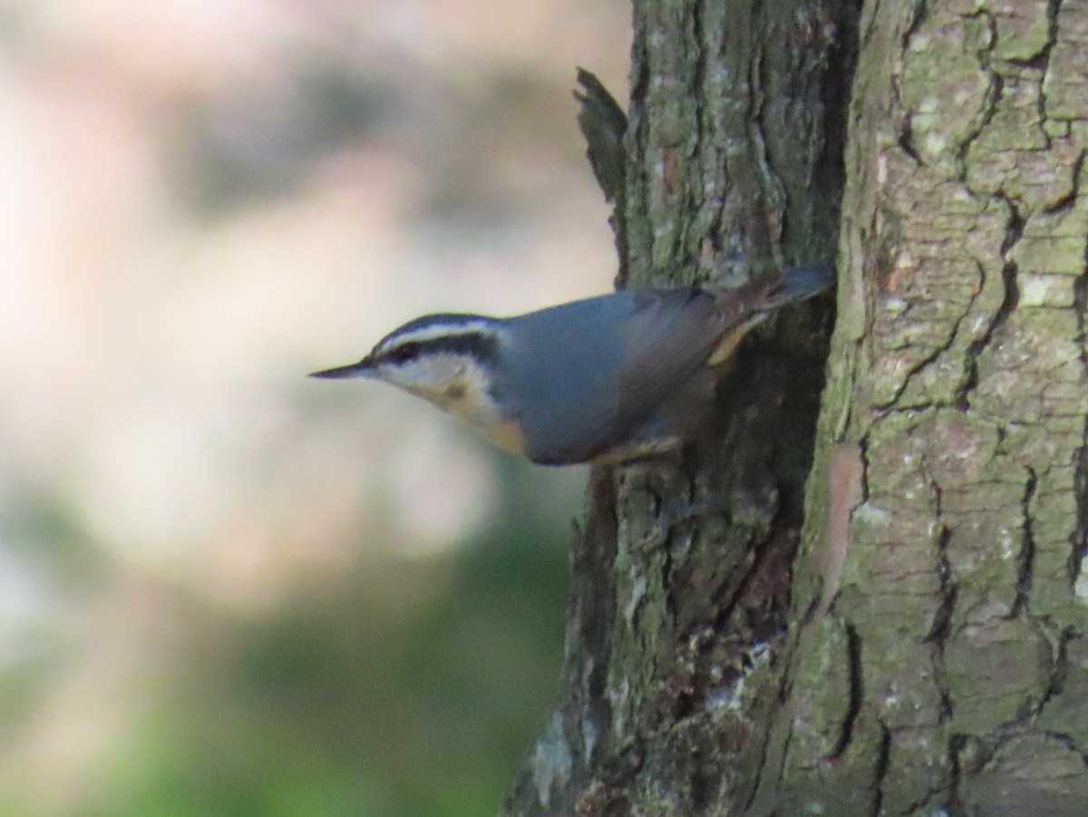 Trepador Canadiense - ML645355089