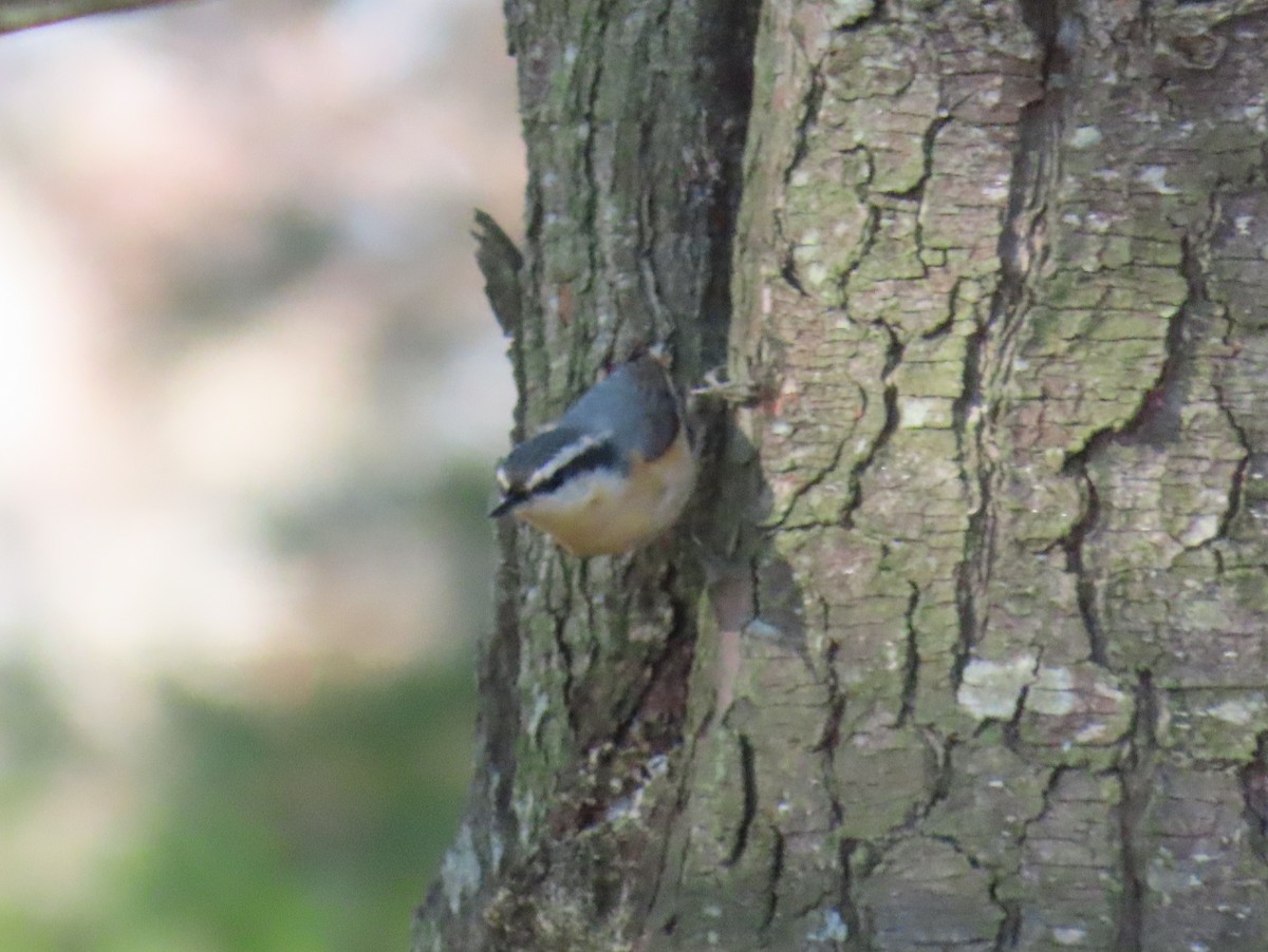 Trepador Canadiense - ML645355090