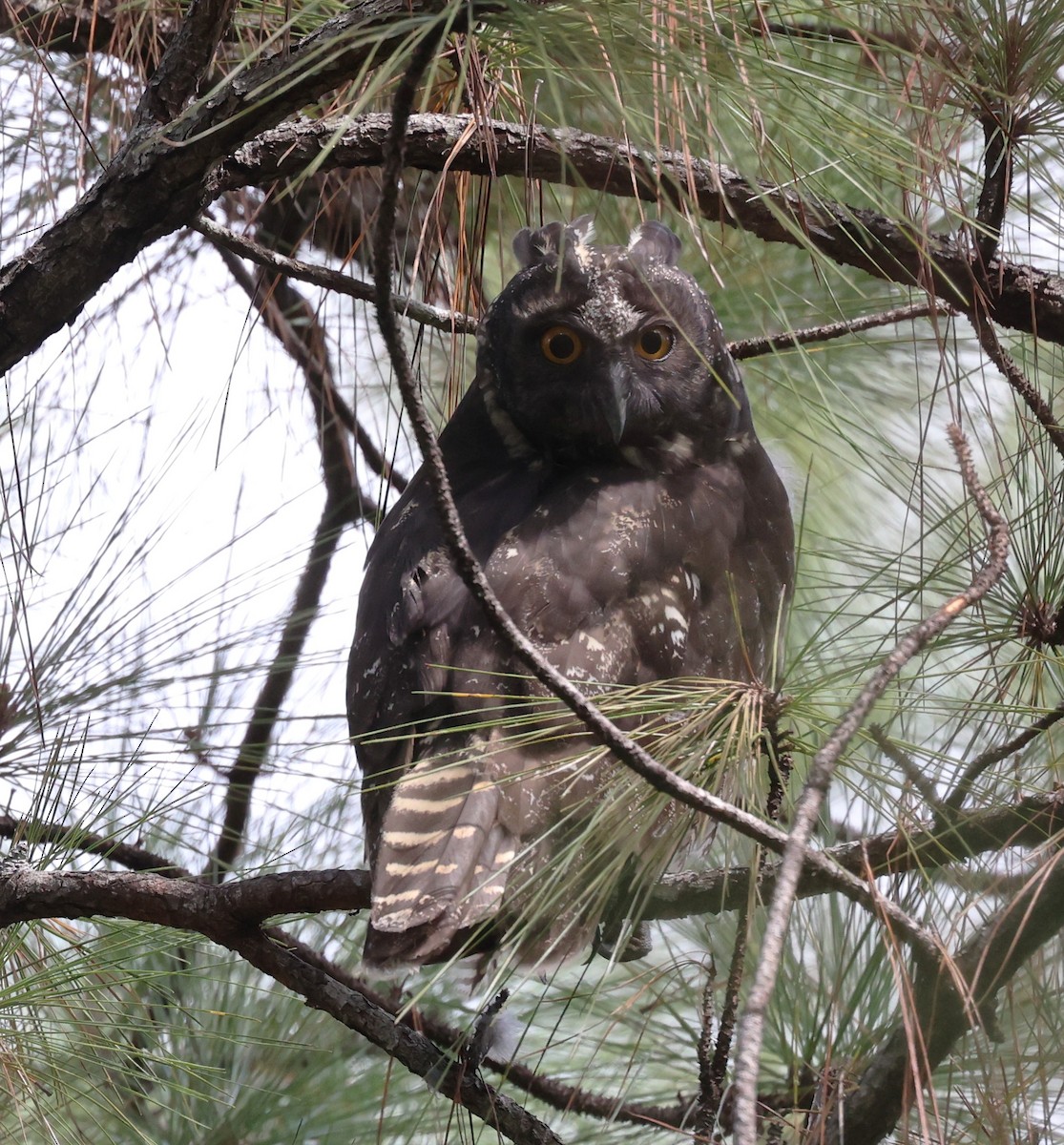 Stygian Owl - ML645355092