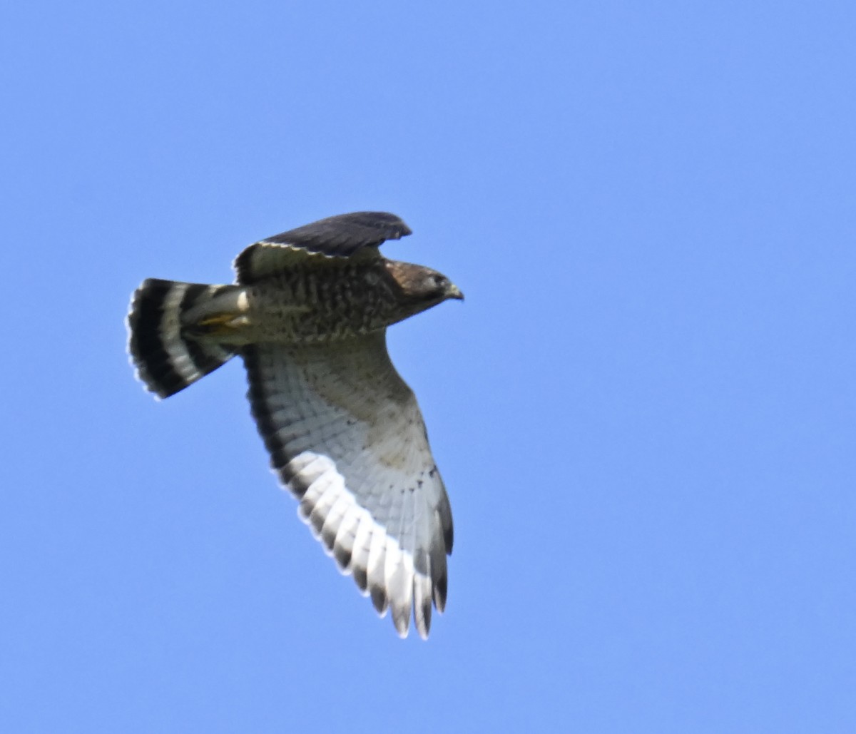 káně širokokřídlá - ML645355093