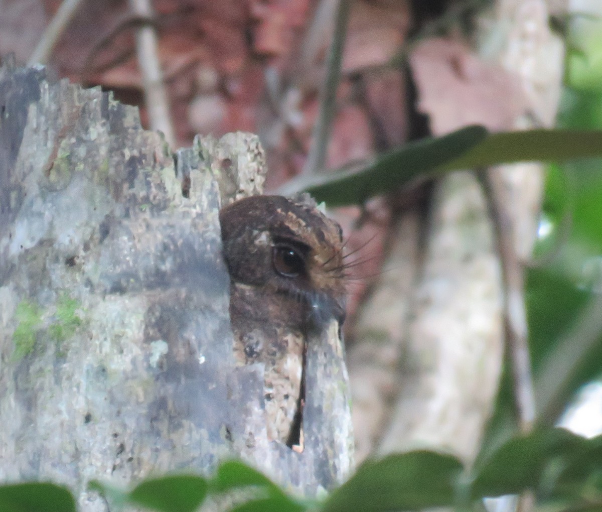 Moluccan Owlet-nightjar - ML645355094