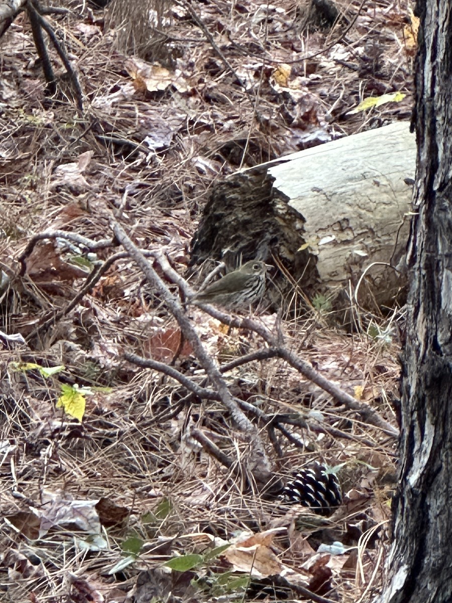 Ovenbird - ML645355098