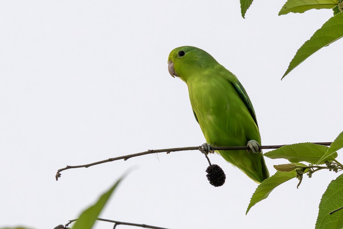 Riparian Parrotlet - ML645355109