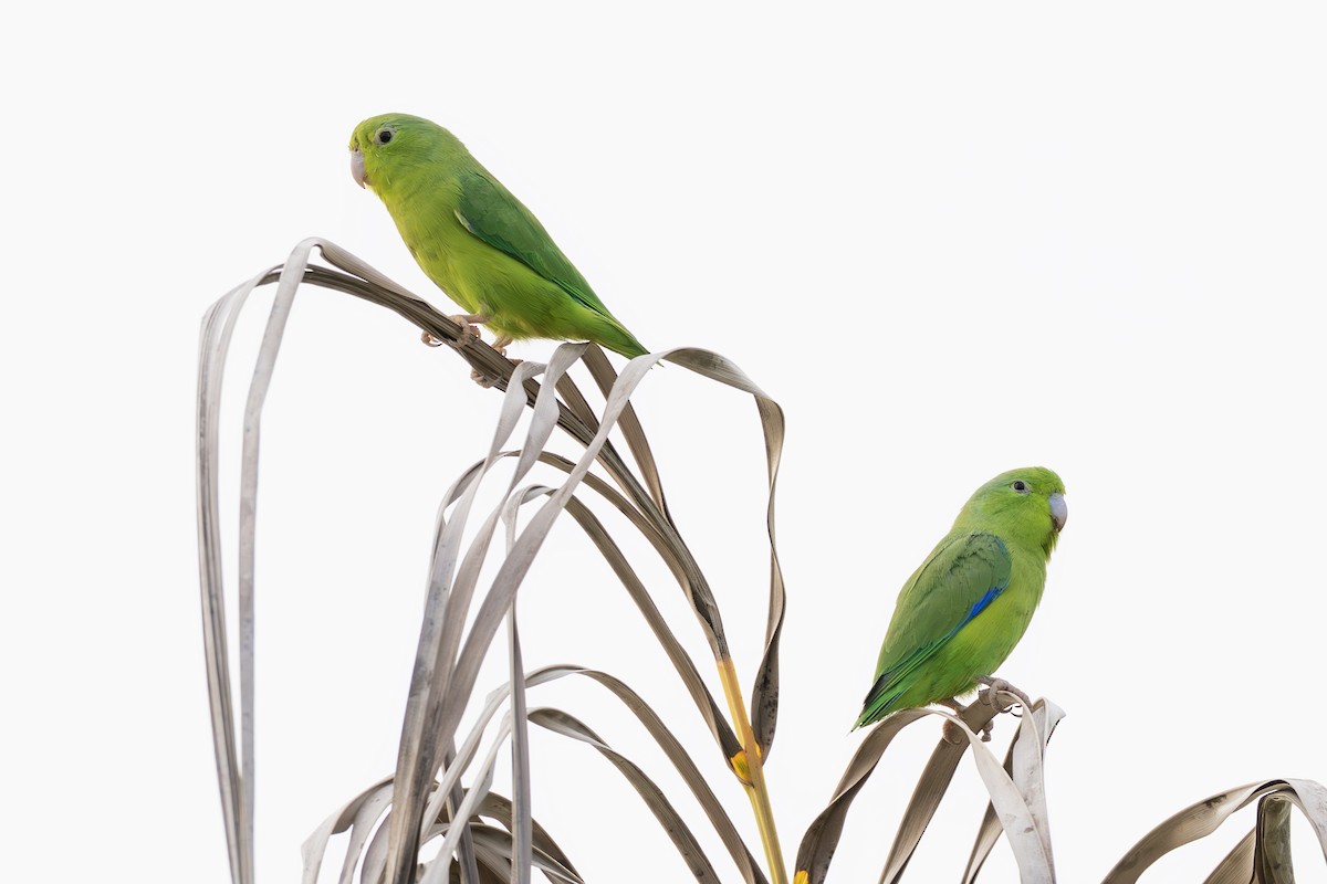 Riparian Parrotlet - ML645355110