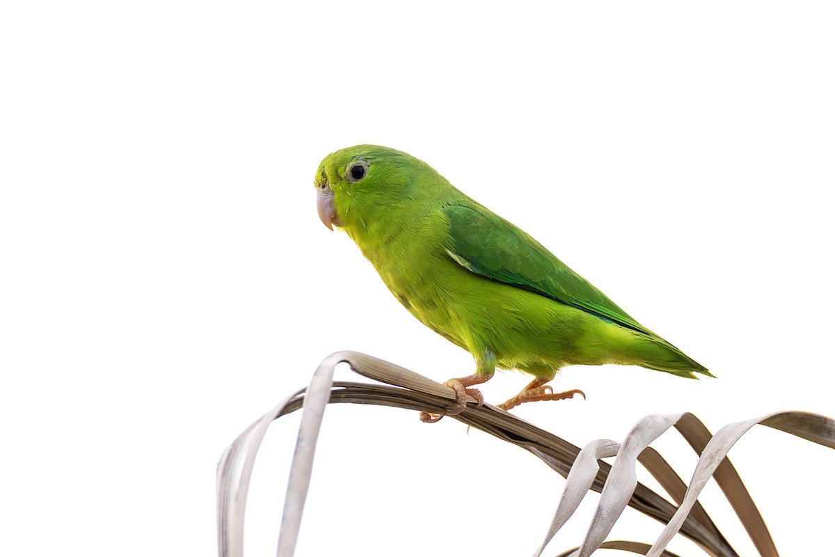 Riparian Parrotlet - ML645355111