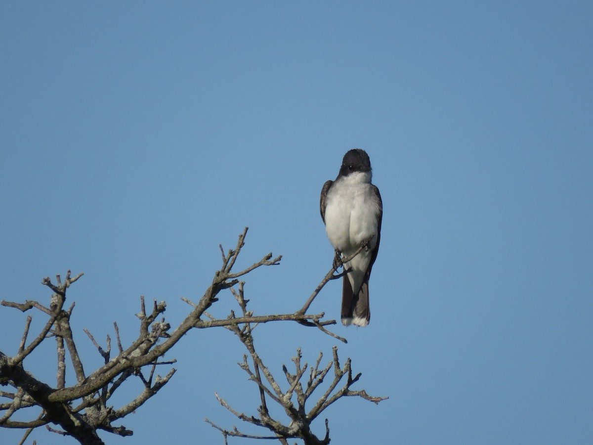 Tyran tritri - ML645355116