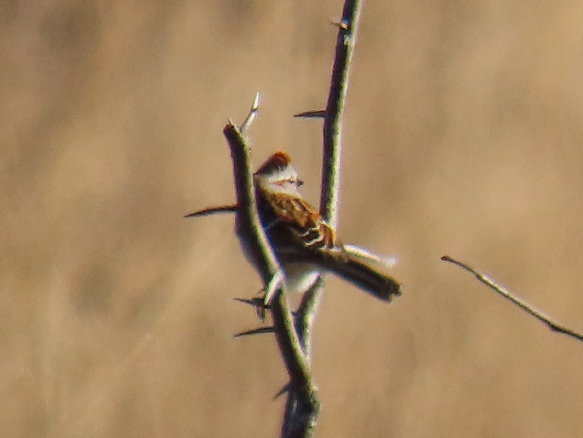 Chingolo Arbóreo - ML645355117