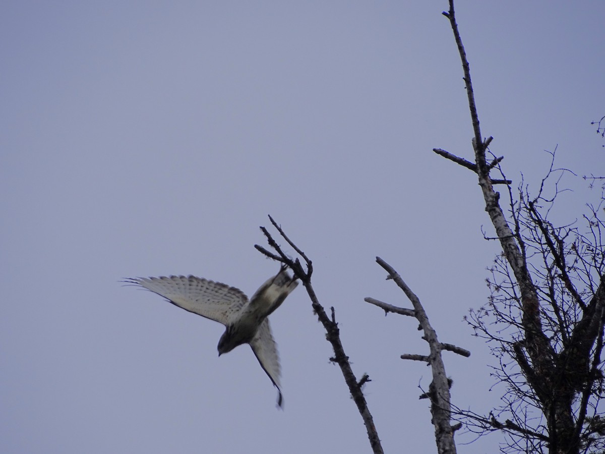 káně širokokřídlá - ML645355120