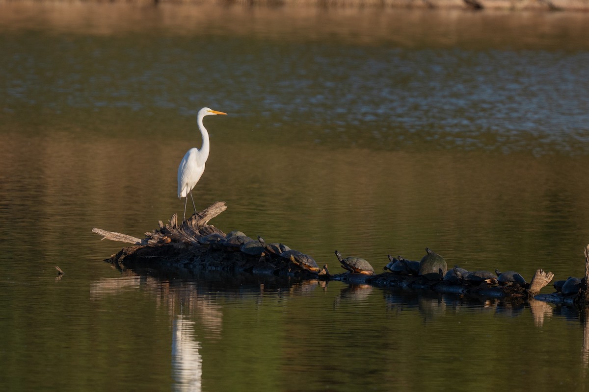 volavka bílá - ML645355126