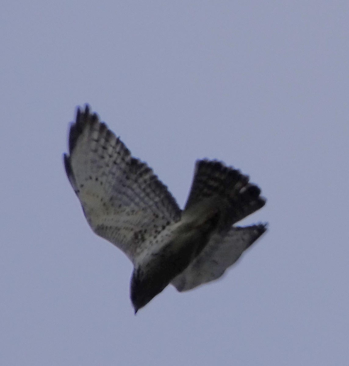 káně širokokřídlá - ML645355127