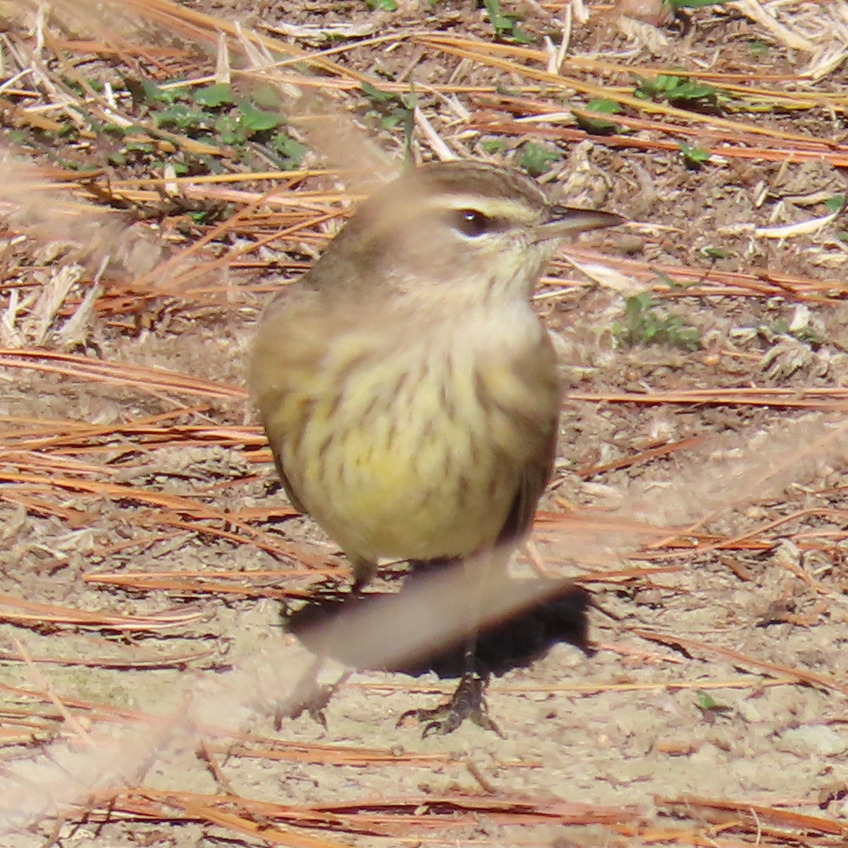 myrparula - ML645355130