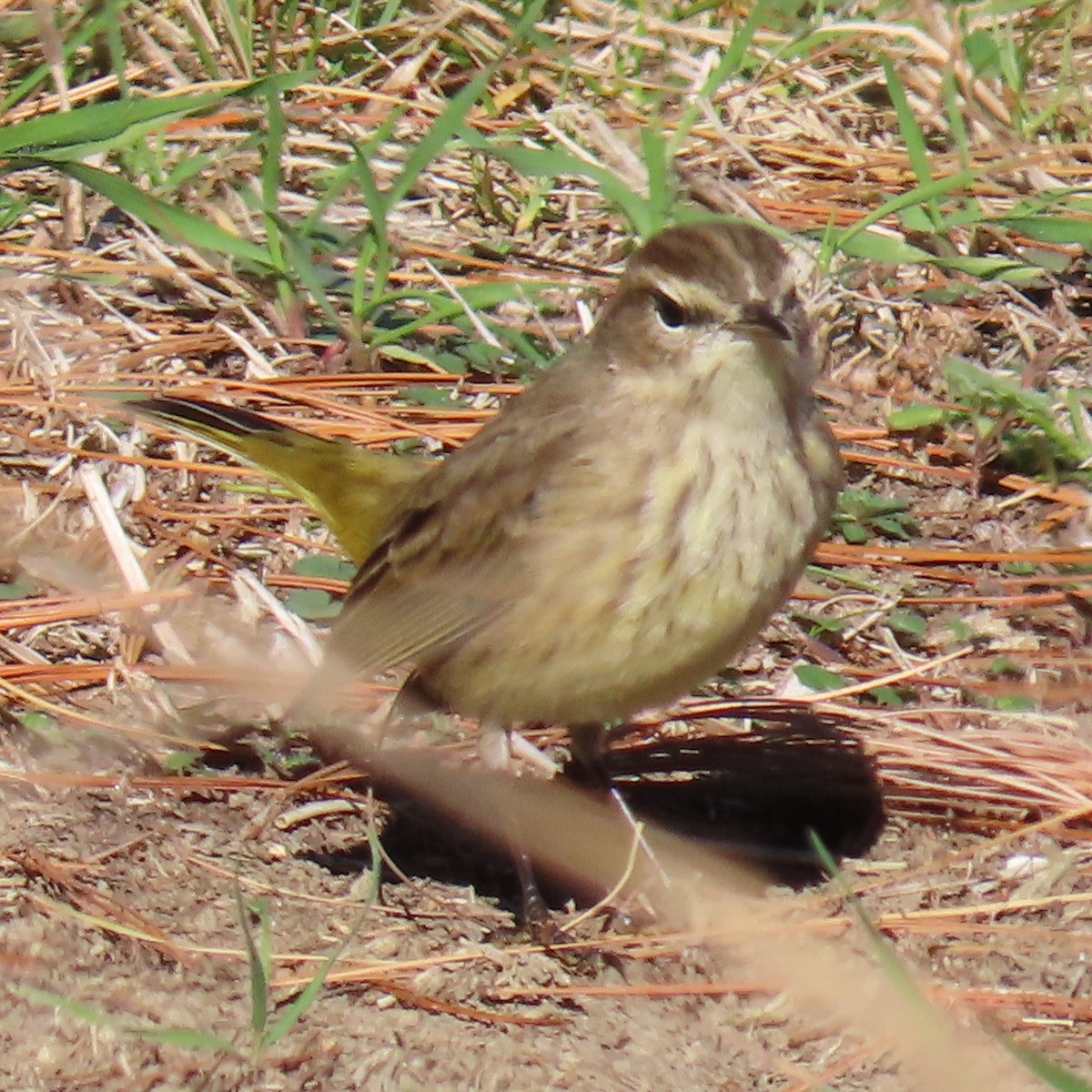 myrparula - ML645355131