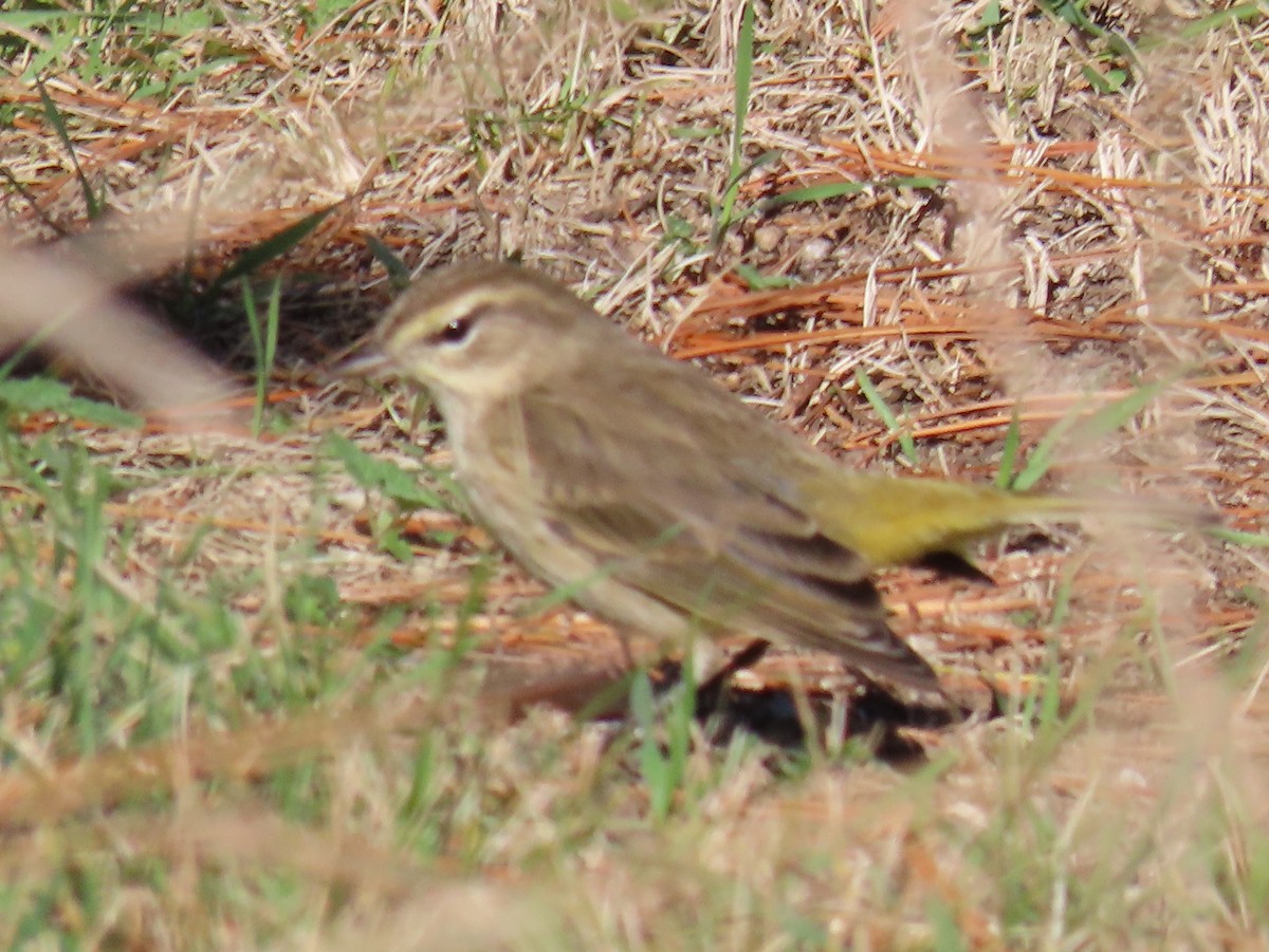 myrparula - ML645355132