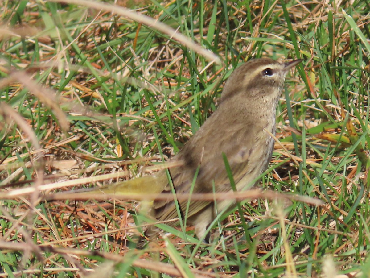 myrparula - ML645355133