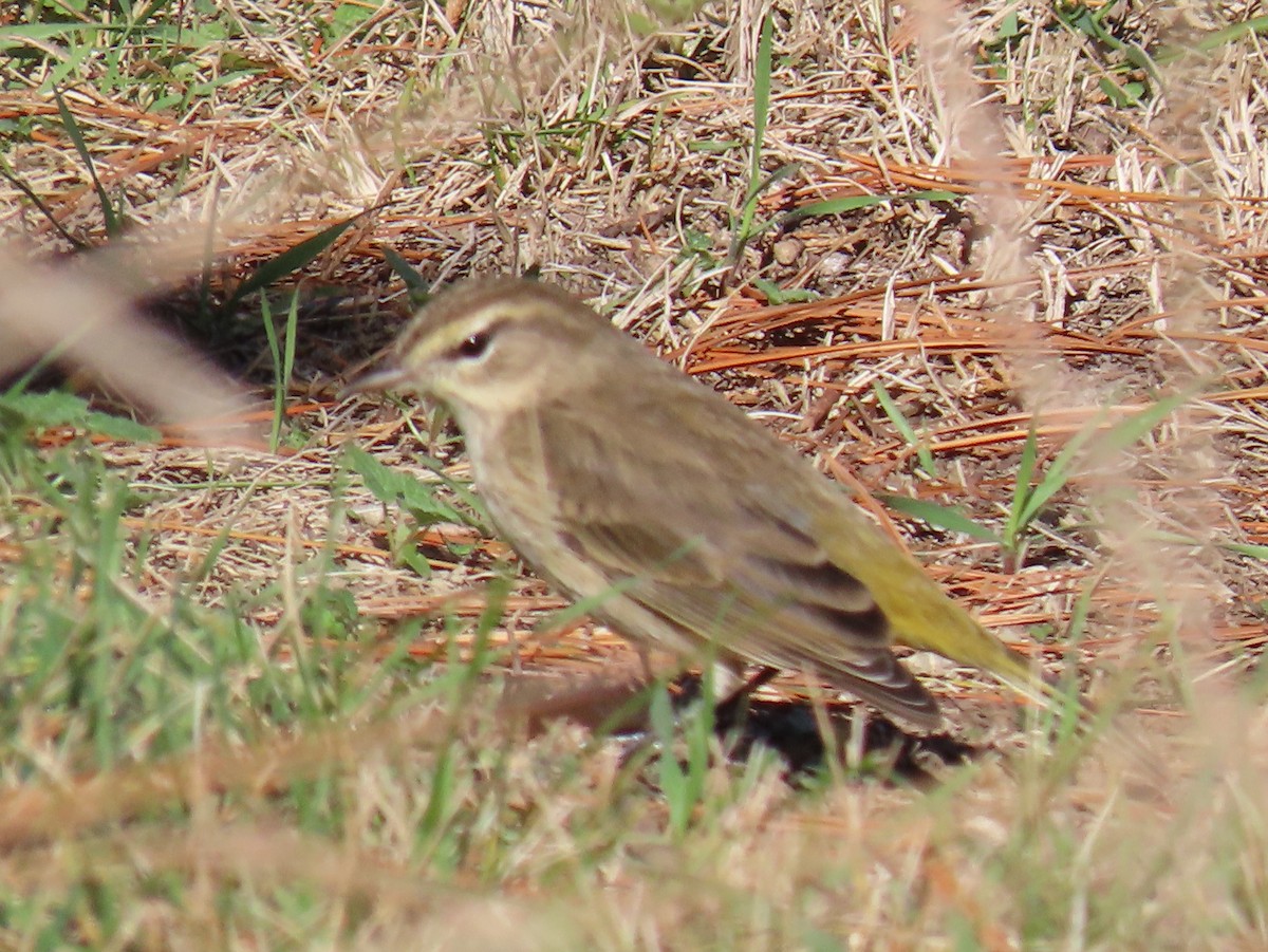 myrparula - ML645355134