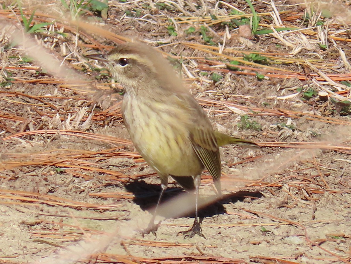 myrparula - ML645355135