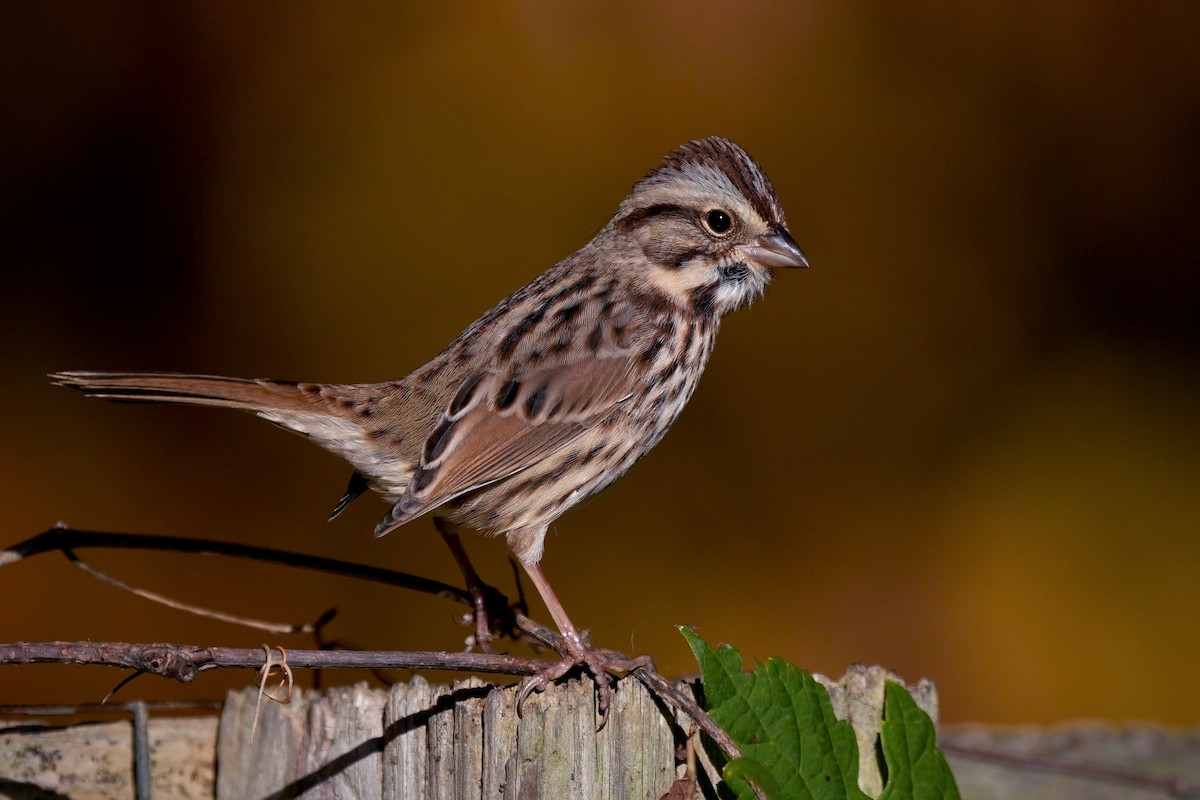Song Sparrow - ML645355138