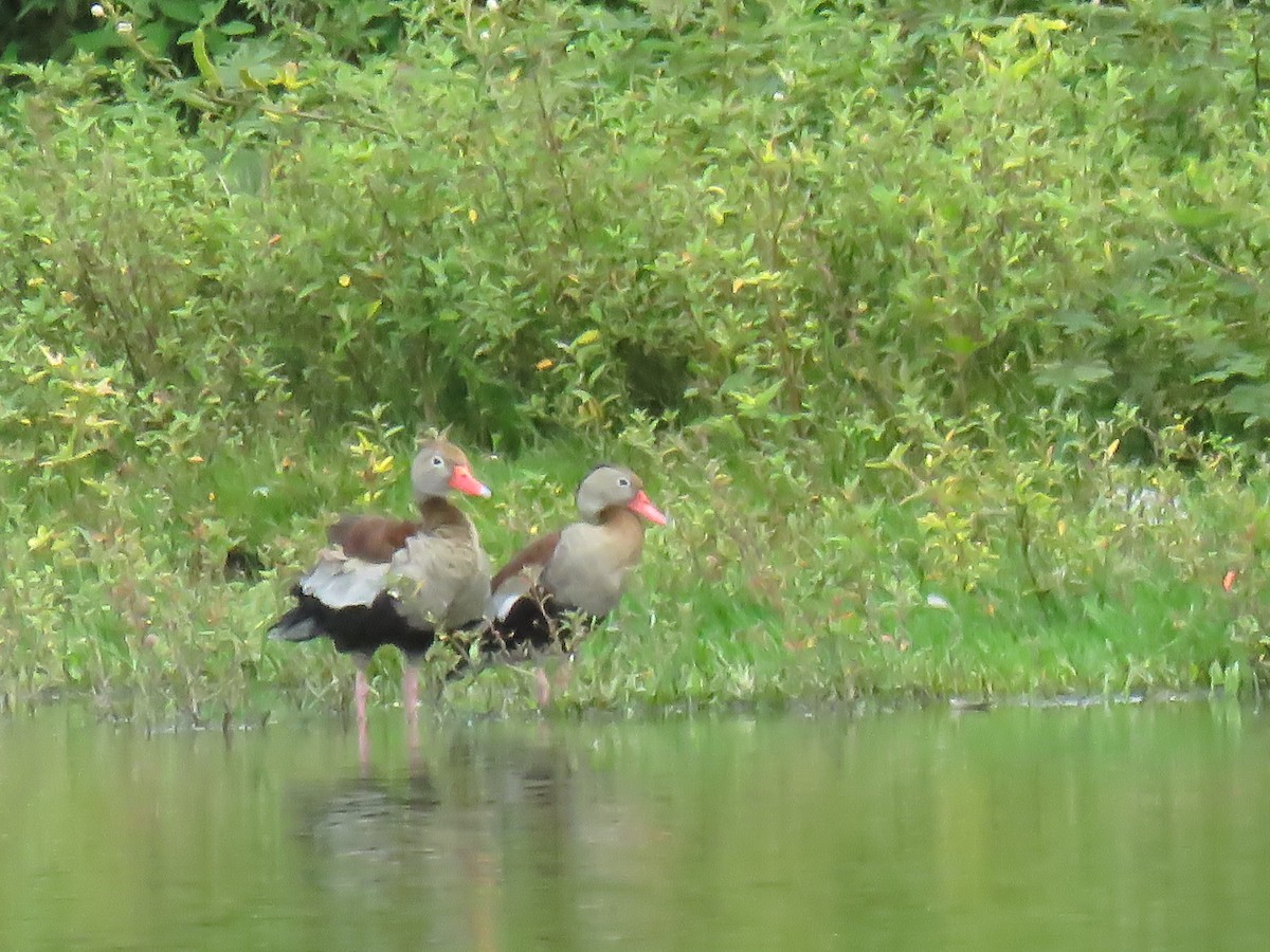 Black-bellied Whistling-Duck - ML645355144