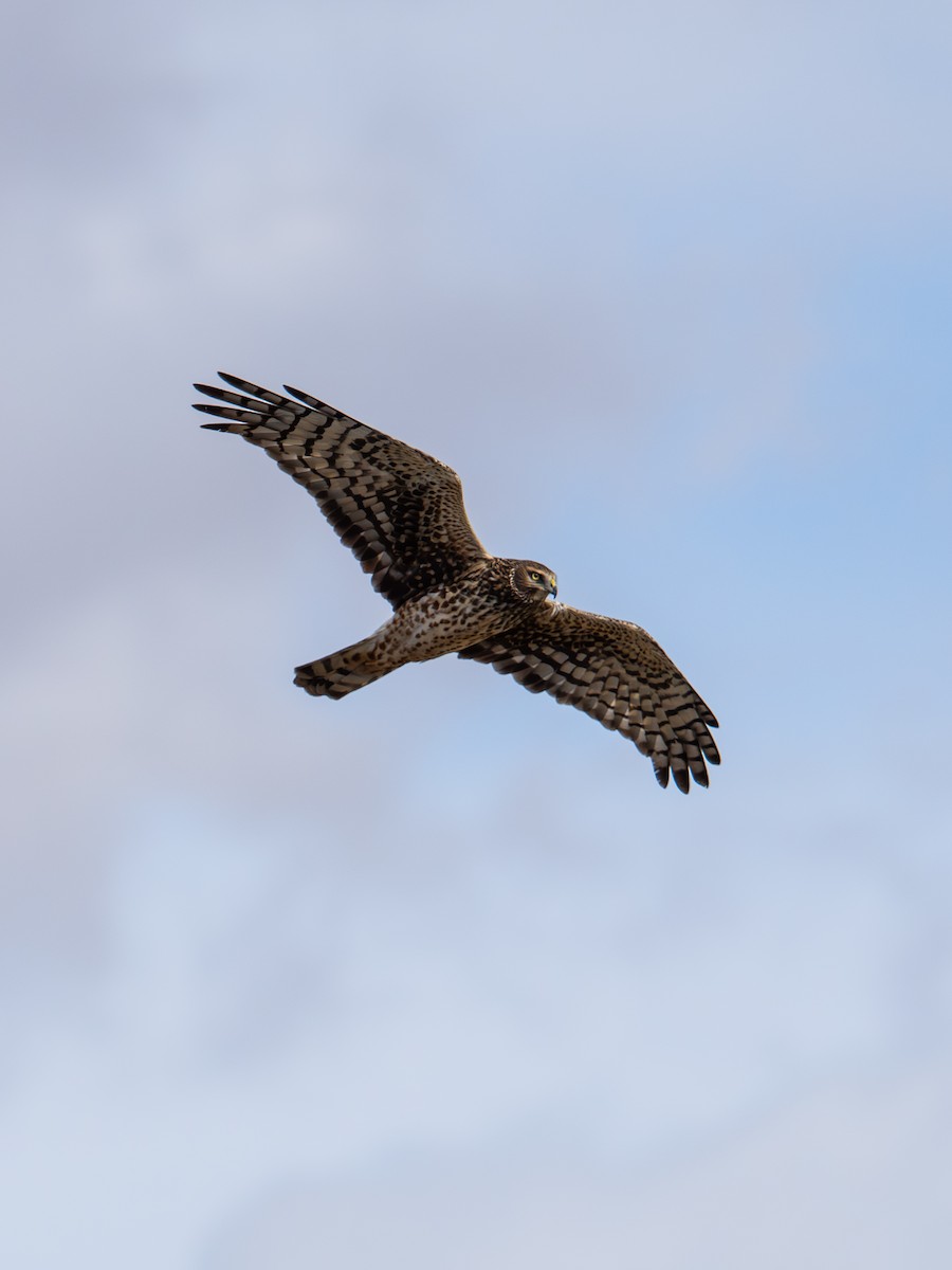 Northern Harrier - ML645355147