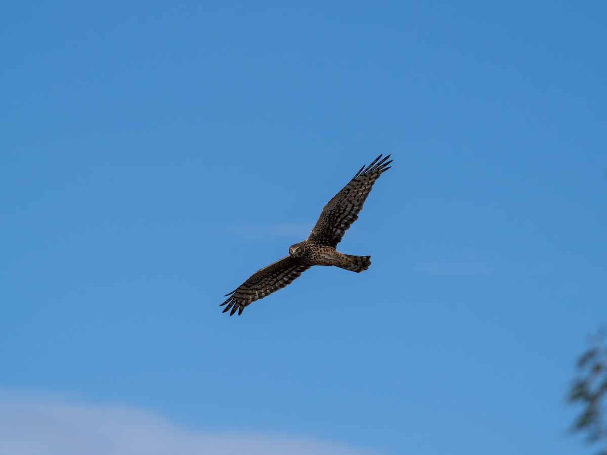 Northern Harrier - ML645355152