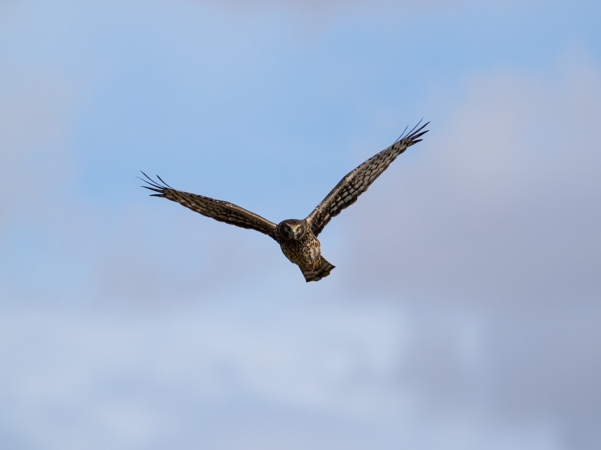 Northern Harrier - ML645355153