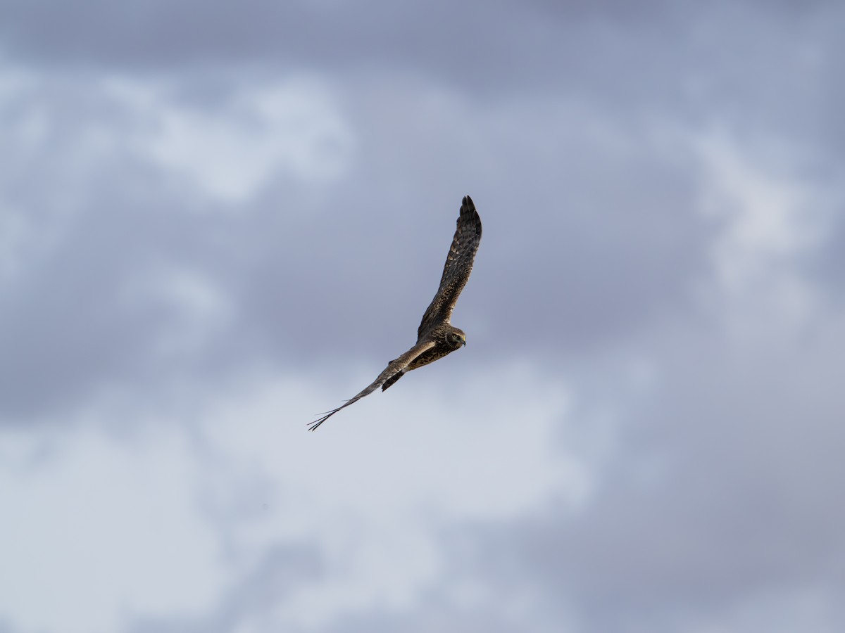 Northern Harrier - ML645355154