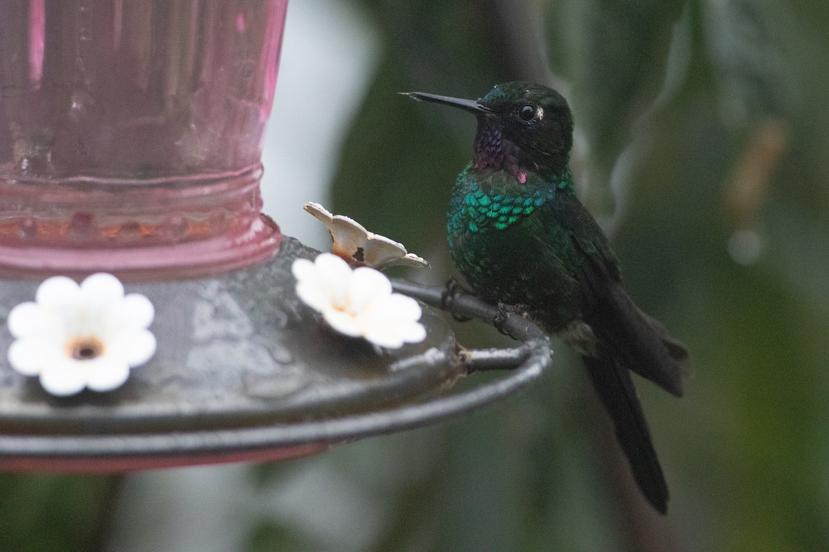 Tourmaline Sunangel - ML645355160