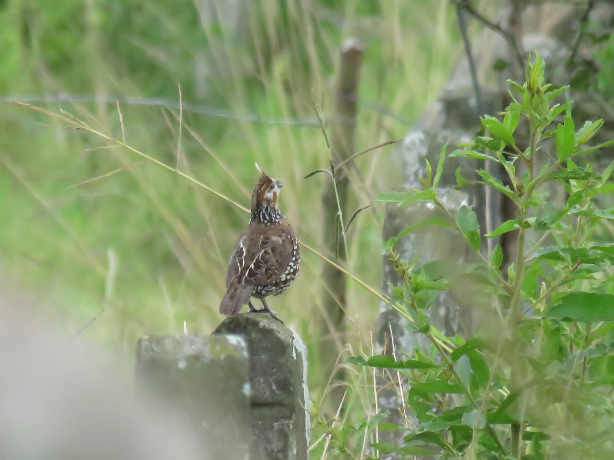 sørkrattvaktel - ML645355164