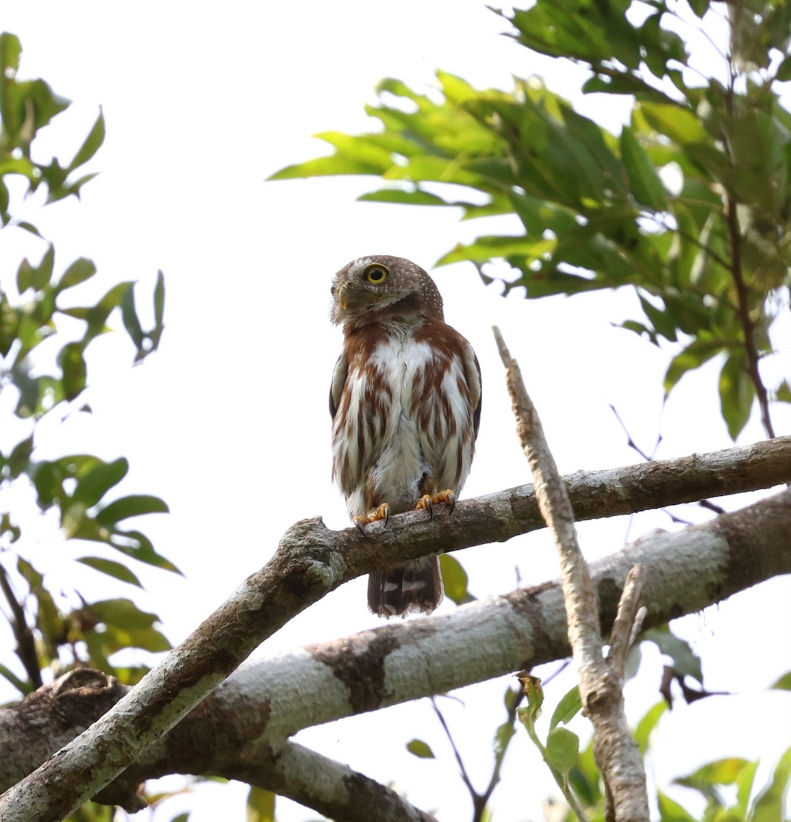 Kleinstzwergkauz - ML645355169