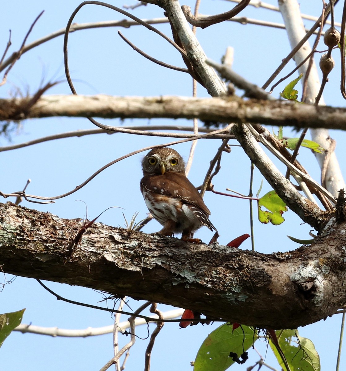 Kleinstzwergkauz - ML645355170