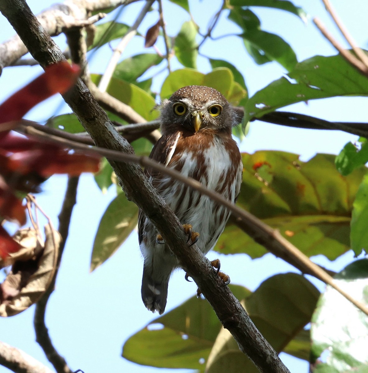 Kleinstzwergkauz - ML645355171