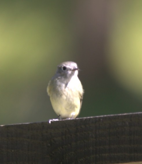 Hammond's Flycatcher - ML645355173