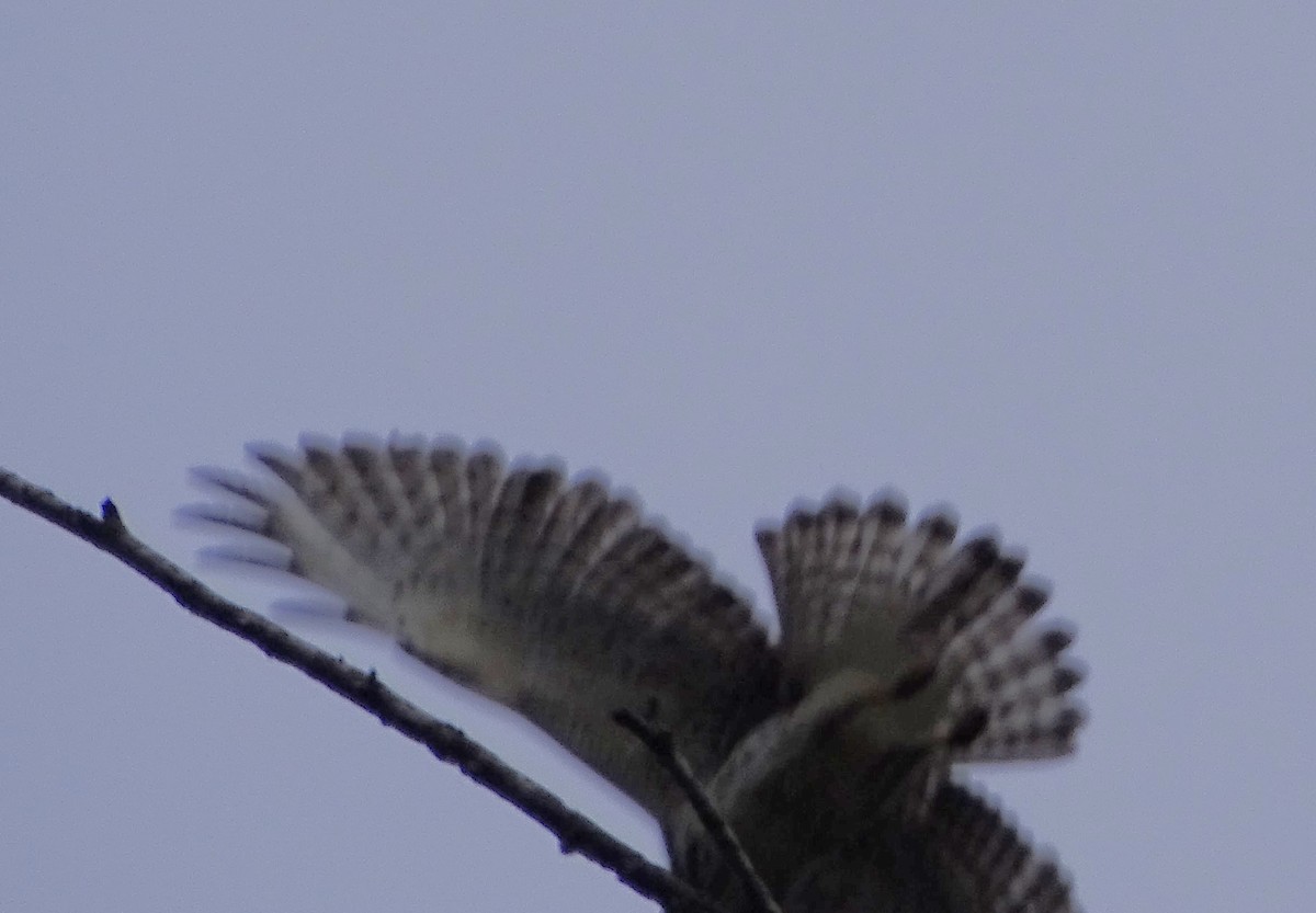 káně širokokřídlá - ML645355176