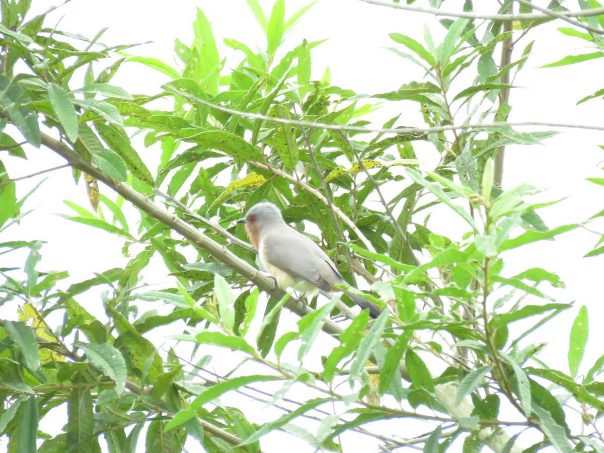 Dwarf Cuckoo - ML645355178