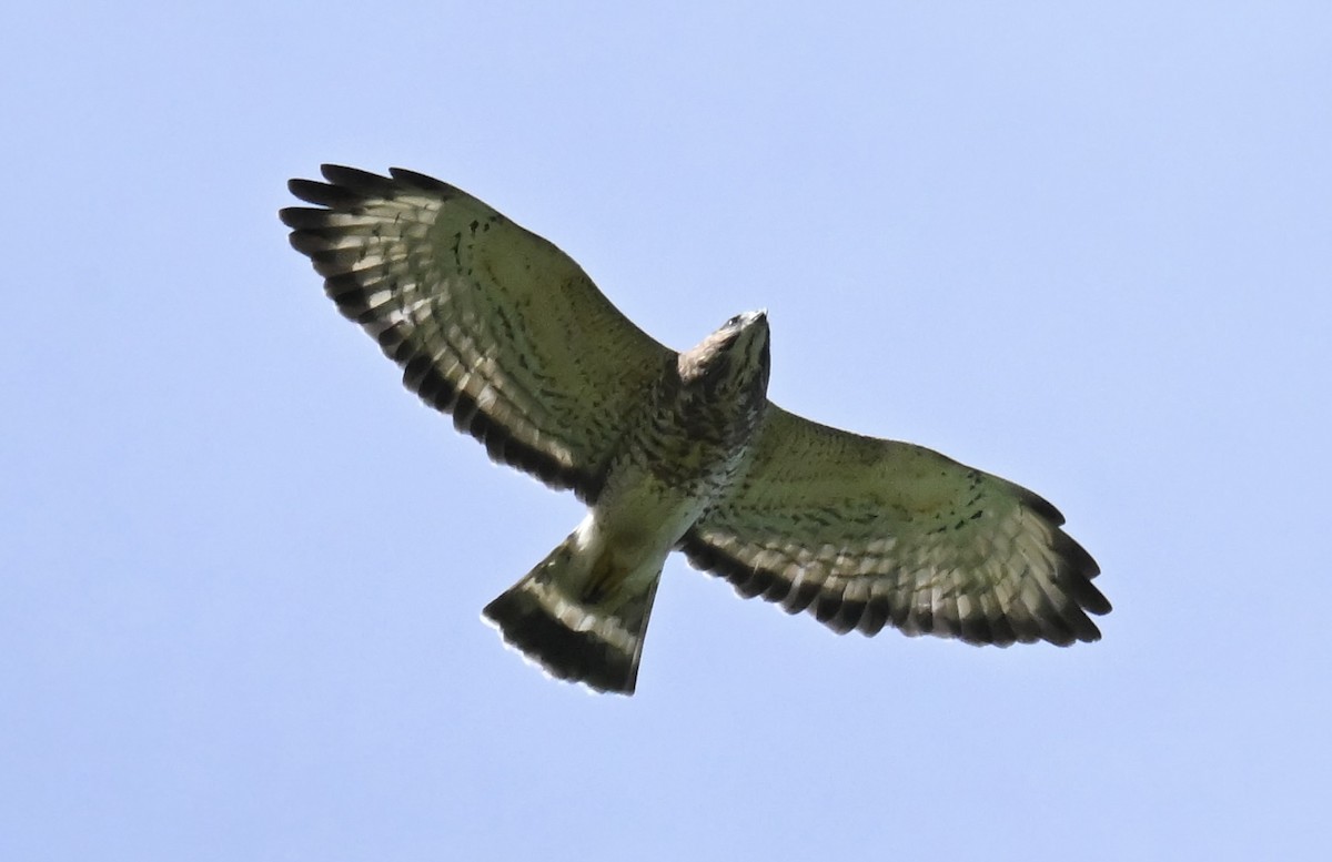 káně širokokřídlá - ML645355179