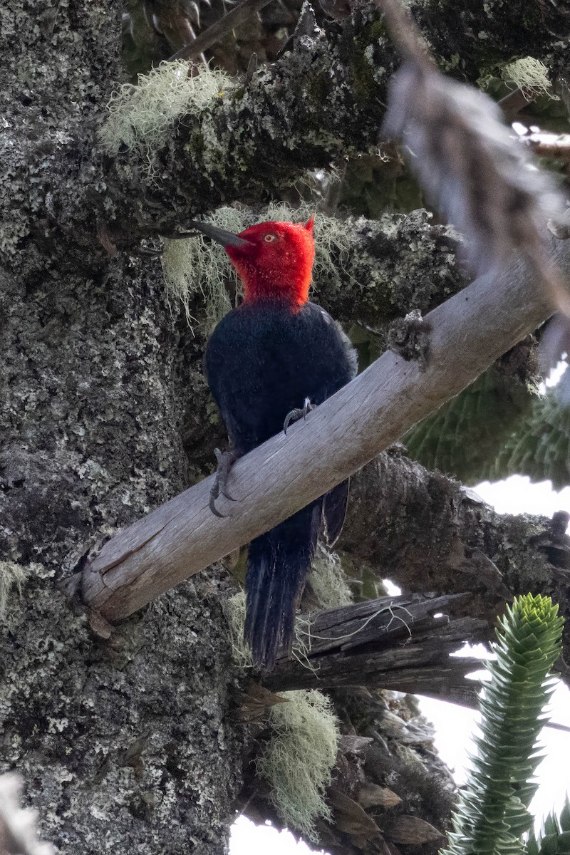 Magellanic Woodpecker - ML645355187