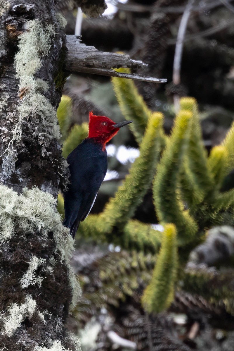 Magellanic Woodpecker - ML645355188