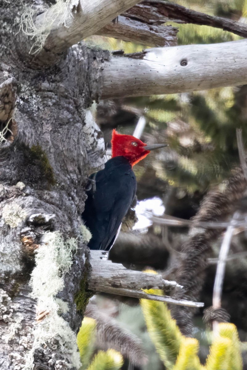 Magellanic Woodpecker - ML645355189