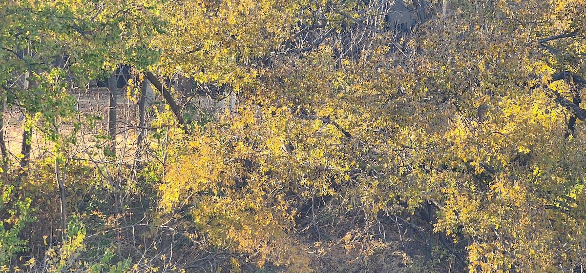 Black-crowned Night Heron - ML645355191