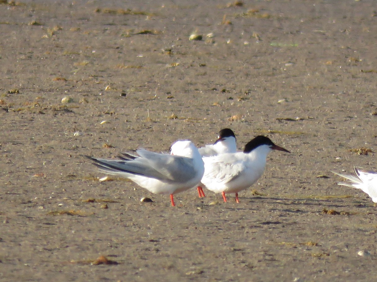 Roseate Tern - ML645355193