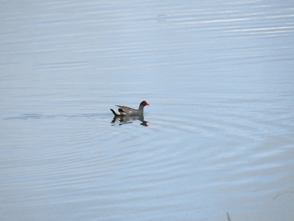 Курочка латиноамериканська - ML645355196