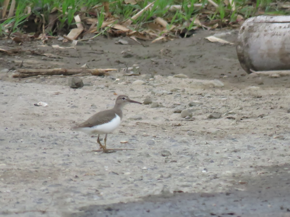 Spotted Sandpiper - ML645355202