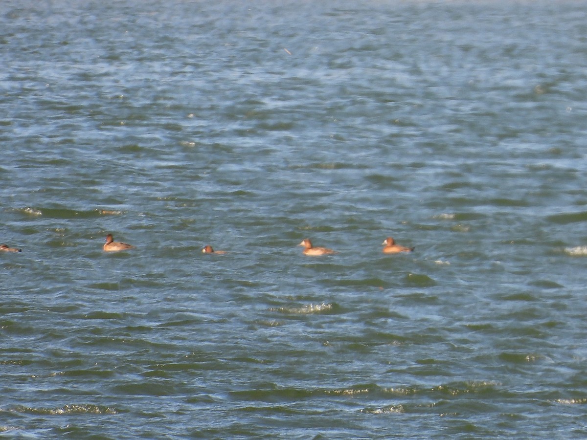 スズガモ - ML645355217