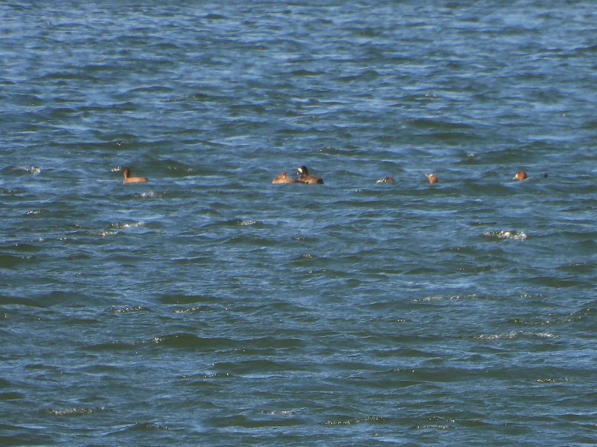 スズガモ - ML645355218