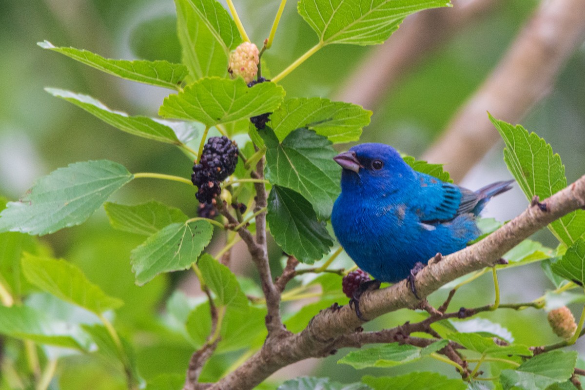 Indigo Bunting - ML645355226