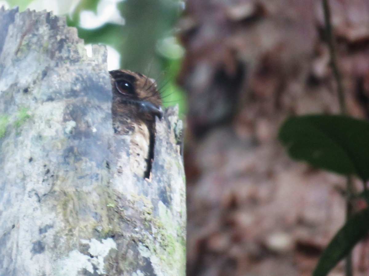 Moluccan Owlet-nightjar - ML645355232