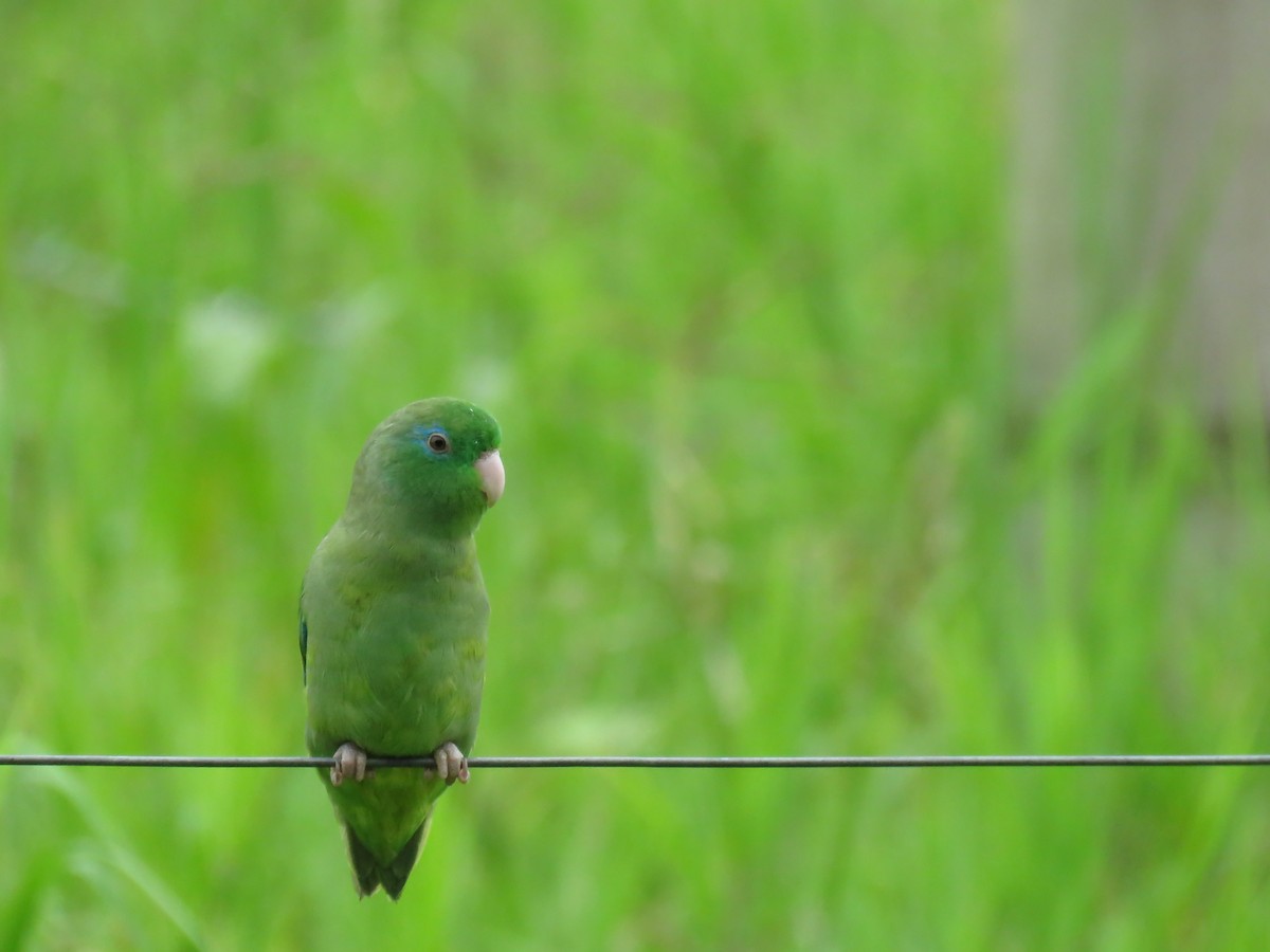 Spectacled Parrotlet - ML645355250