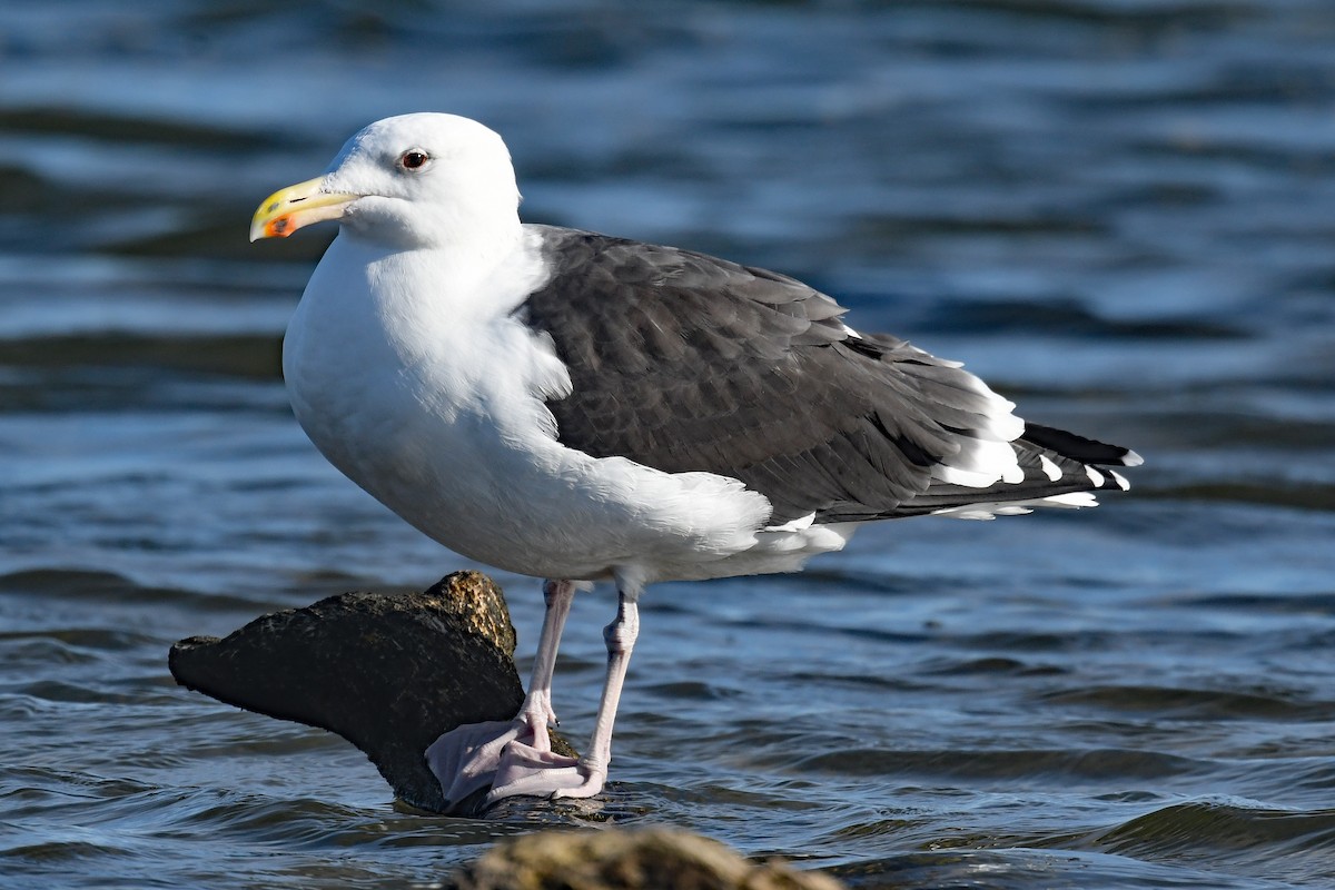 racek mořský - ML645355254