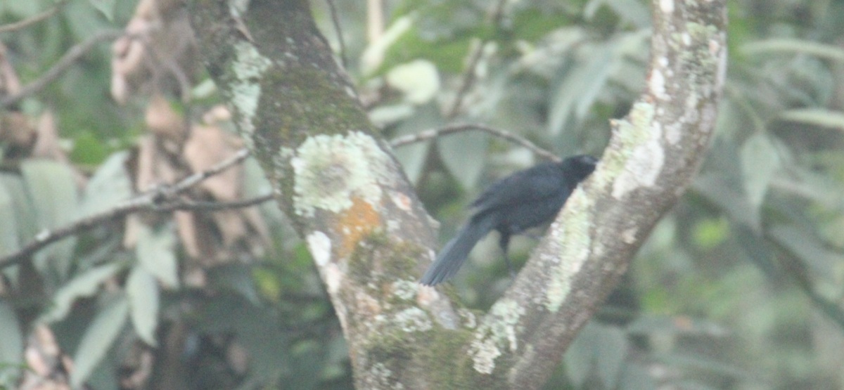 Melodious Blackbird - ML645355279